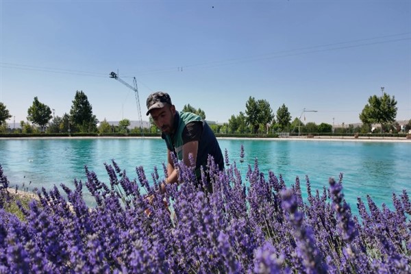 Kayseri Büyükşehir Belediyesi, 8 farklı noktada lavanta ekimi gerçekleştirdi