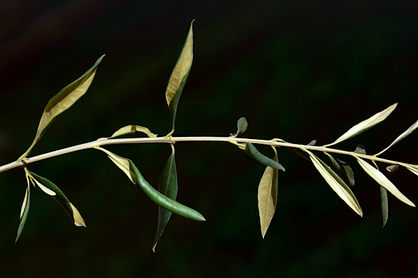 Avrupa liderlerinden Ukrayna için barışa dair ortak açıklama
