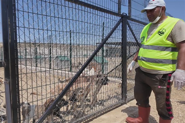 Bayburt’ta sokak hayvanlarına yönelik çalışmalar sürüyor