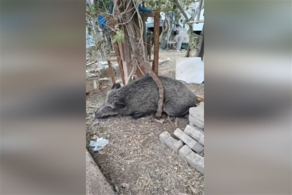 İzmir’de yaralı halde bulunan yaban domuzu tedavi edildi