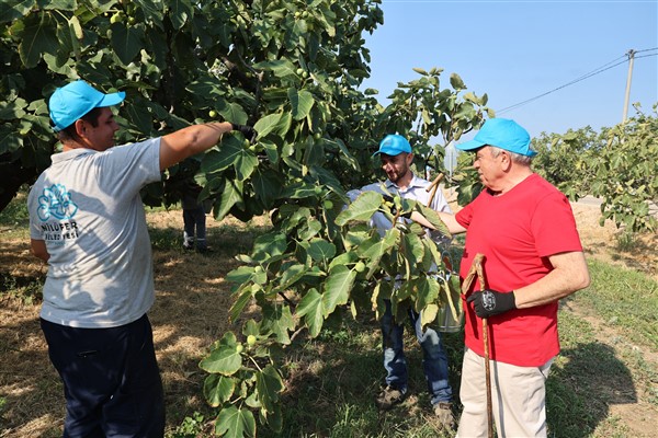 Nilüfer’de incir hasadı başladı