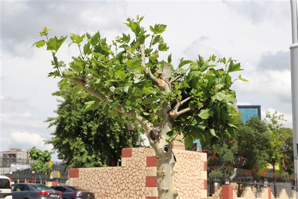 Diyarbakır’da tedavi edilen ağaçlar yeniden yeşerdi