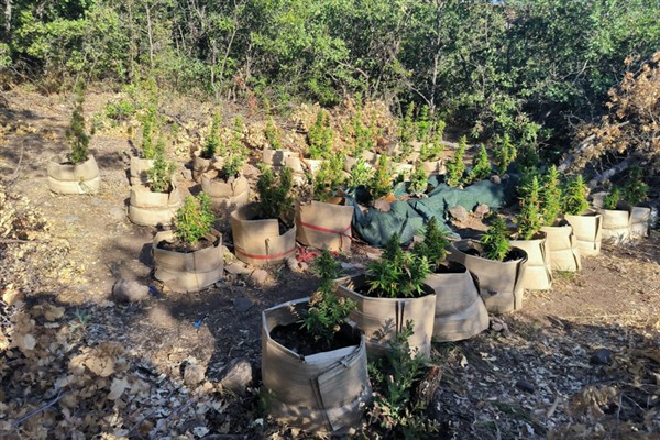 Tunceli’de uyuşturucu operasyonu