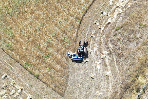 Ordu’da siyez buğdayı üretimi 2 bin dekara ulaştı