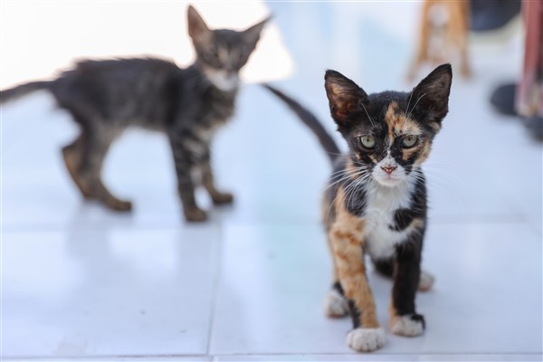 Buca’da 212 sahipsiz kedi ve köpek yeni ailesine kavuştu