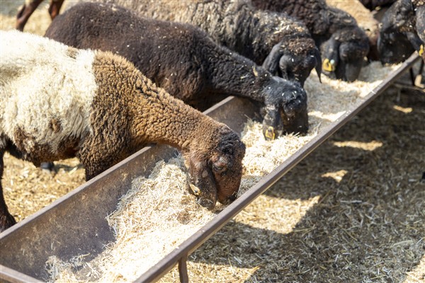 Mersin’de köyler yeniden canlanıyor