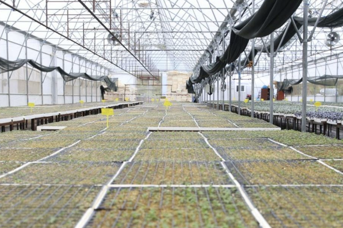 Ordu’da brokoli ve lahana fideleri üreticilerle buluşuyor