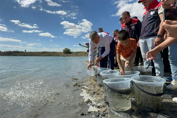 Edirne’de bu yıl 10 milyon 500 bin adet yavru sazan balığı üretildi