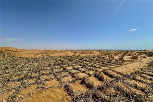 İki önemli reform: Tengger Çölü’nde güneşle yeşeren bir gelecek