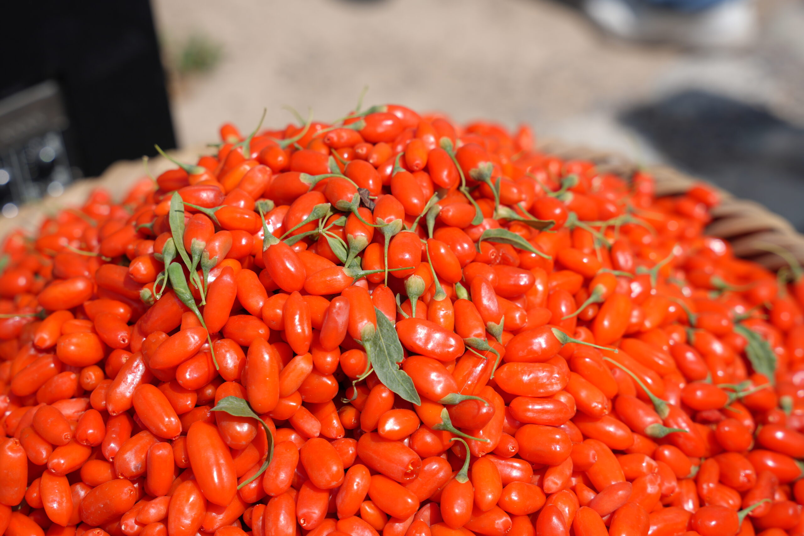Helan Dağı’nın kırmızı mücevheri