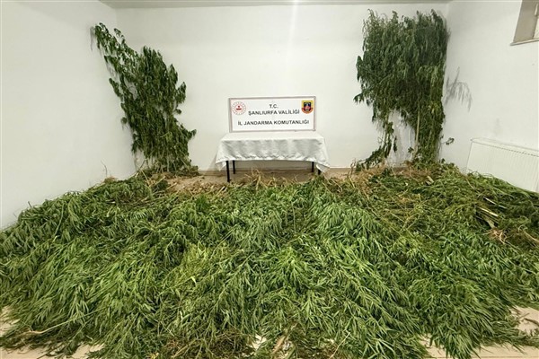 Şanlıurfa’da 555 kök kenevir bitkisi ele geçirildi