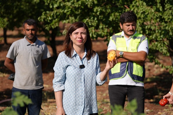 Diyarbakır’da yerel tohumlarla ilk hasat gerçekleşti