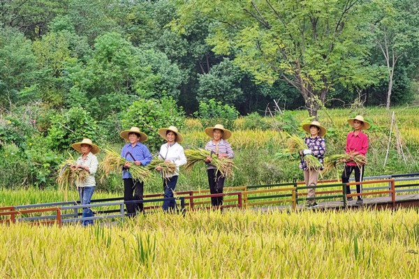 Xi Jinping, Hasat Festivali’ni kutladı
