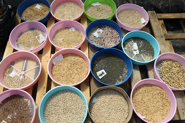 Büyükşehir’den 4 milyon yerel tohum dağıtımı hazırlığı