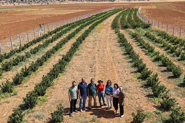 Beğiş Susuzu’nda aronya ve böğürtlen hasadı başladı