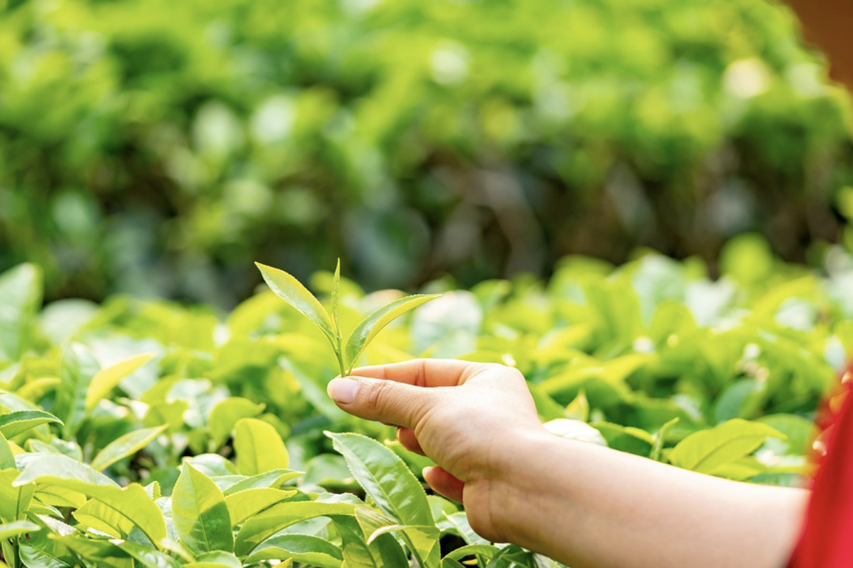 ÇAYKUR: Kendi değerlerimize sahip çıkmalıyız