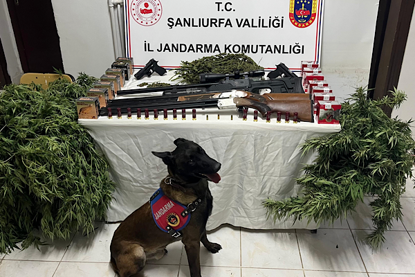 Harran’da narkotik operasyonu