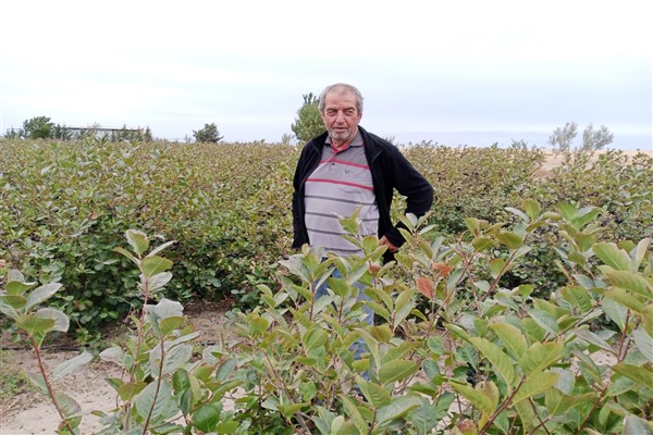 Emekli veteriner hekim Enez’de aronya üretimine başladı