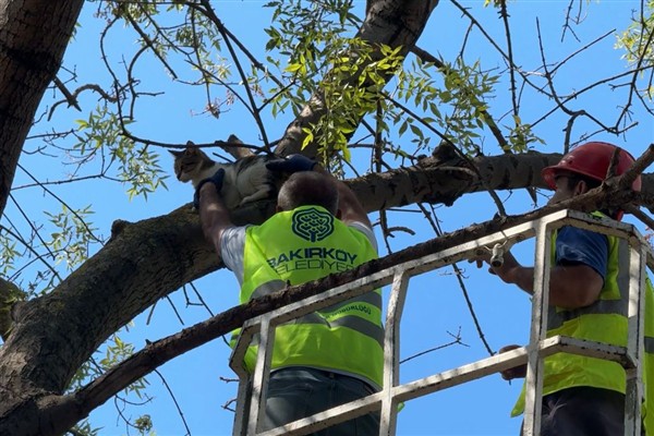 Bakırköy’de çıktığı ağaçta mahsur kalan kedi kurtarıldı