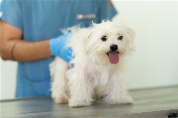 İzmir’de el konulan 20 cins köpek Işıkkent Köpek Bakımevi’nde