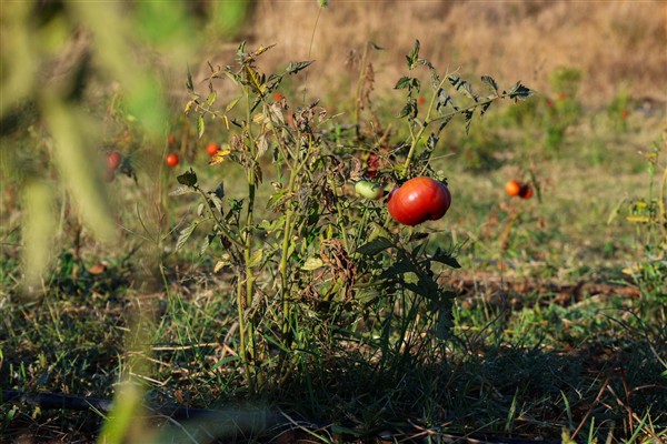 Gemlik’te ata tohumları toprakla buluşturuluyor