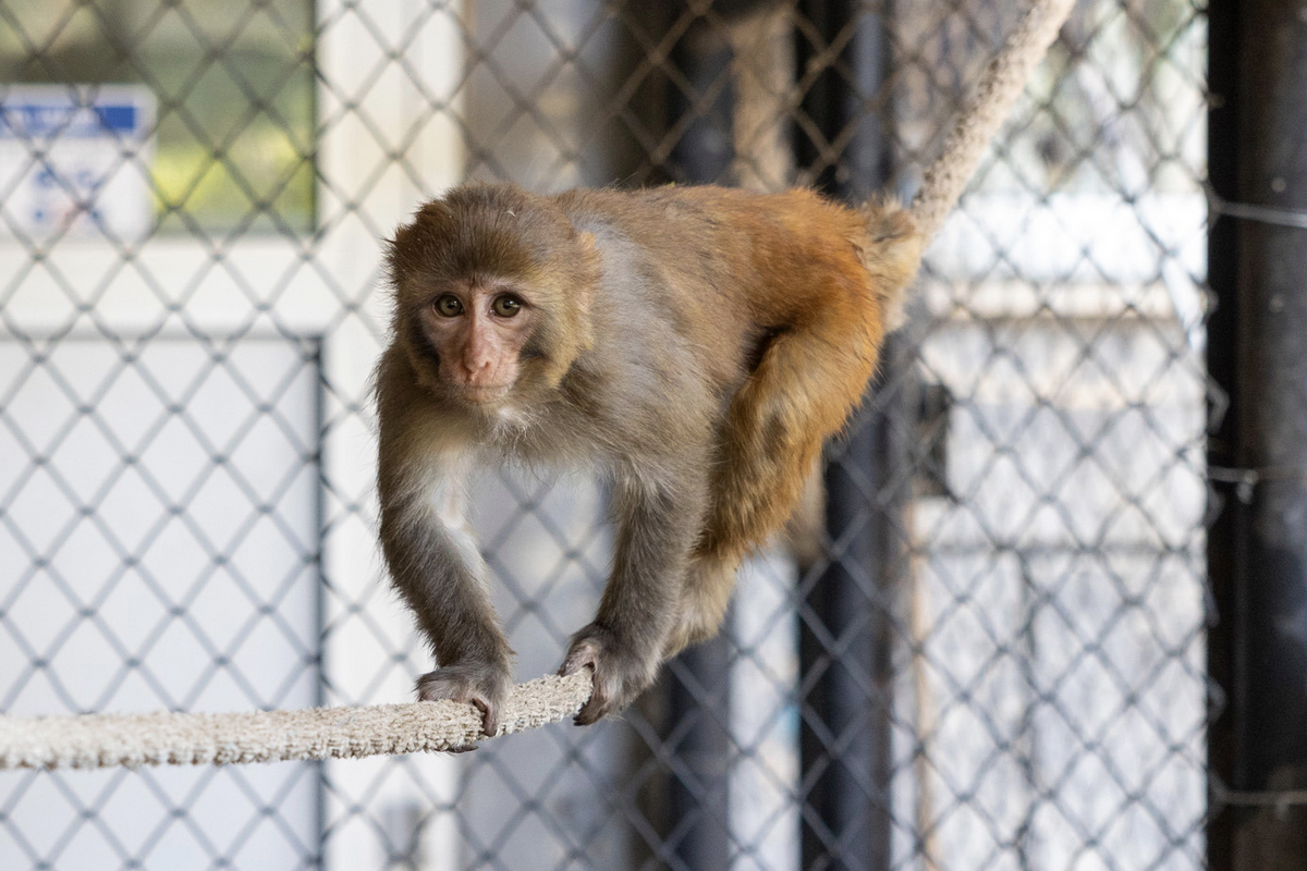 Makak Maymunu Tarsus Doğa Parkı’na getirildi