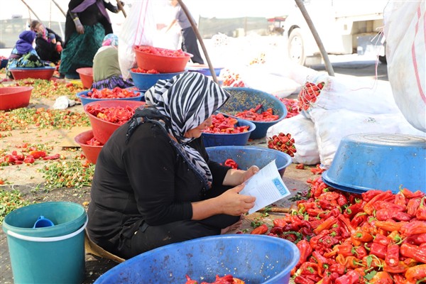 Şanlıurfa’da mevsimlik işçilere sağlık molası