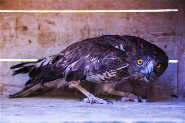 Antalya Doğal Yaşam Parkı’nda tedavi olan Yılan Kartalı doğaya bırakıldı
