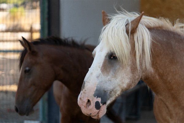 Pako’da bakılan binek hayvanlar sahiplendiriliyor