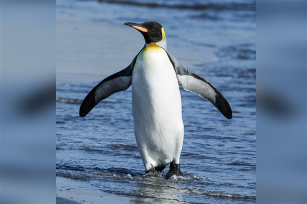 Japonya’da bir parti, liderinin bir sohbet robotu olmasını istiyor