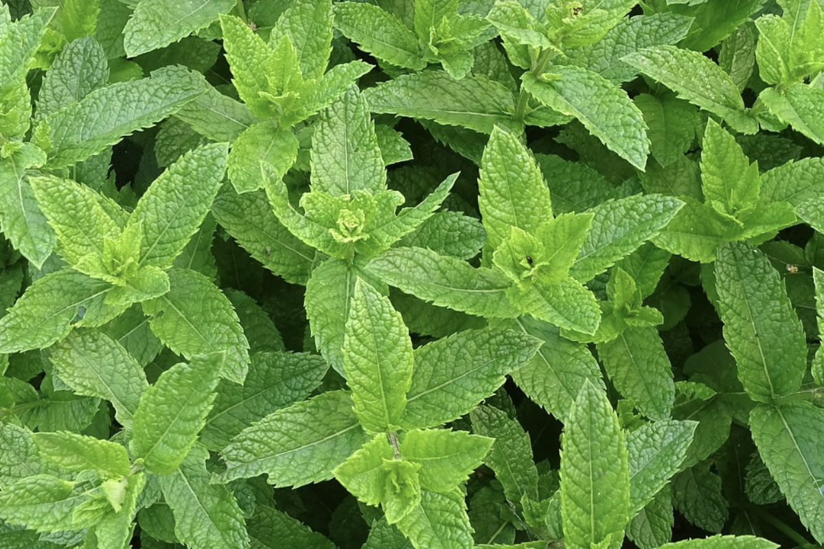 Üçüncü sürgün yaş çay alımları devam ediyor