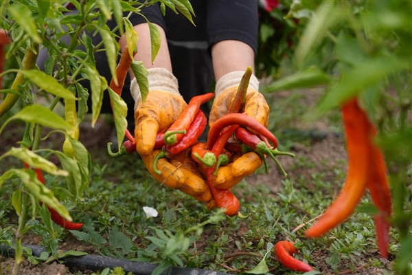 Düzce’de ata tohumu yetiştiriciliğinde ilk hasat