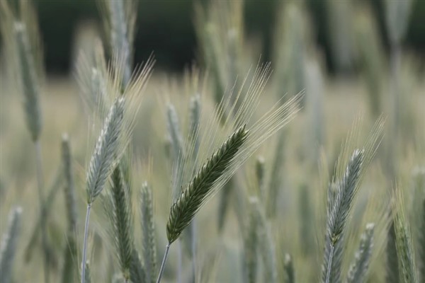 Tarımsal Destekleme Kararları Resmi Gazete’de yayımlandı