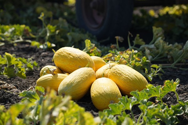 Çorlu’da Seymen kavununun hasadı başladı