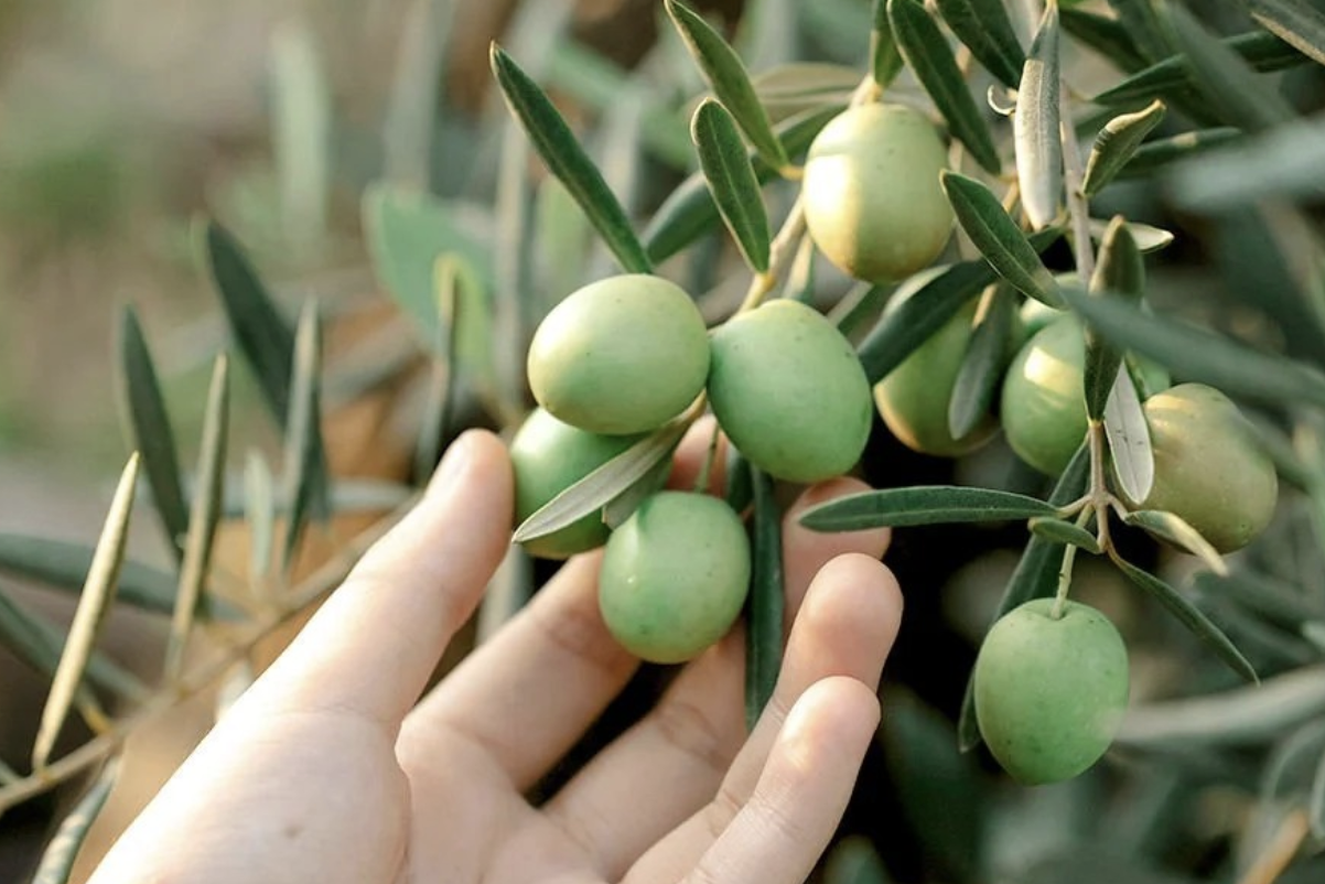 Gemlik’te çiftçilere koruyucu ekipman dağıtıldı
