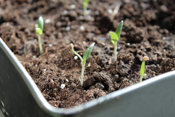 Yeni eğitim öğretim yılında “Yeşil Vatan” temalı ilk ders zili çaldı