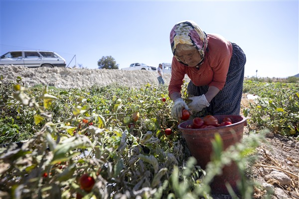 Mersin Büyükşehir Belediyesi’nden domates fidesi desteği
