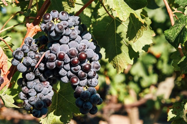 İzmir Büyükşehir Belediyesi, Iter Vitis Rotası’na katıldı