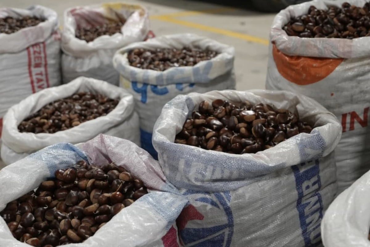 Coğrafi İşaretli Düzce Kuzu Kestanesi Hamidiye Pazaryeri’nde satışta