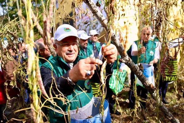 Akkuş fasulyesinin hasadı başladı
