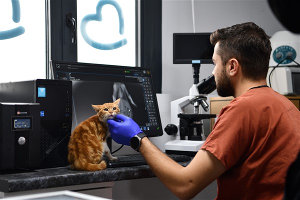 Büyükşehir, sahiplenilen sokak hayvanları için destek sağlıyor