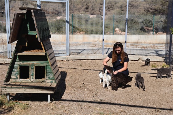 Büyükşehir, sokak hayvanları için 7 gün 24 saat hizmet veriyor