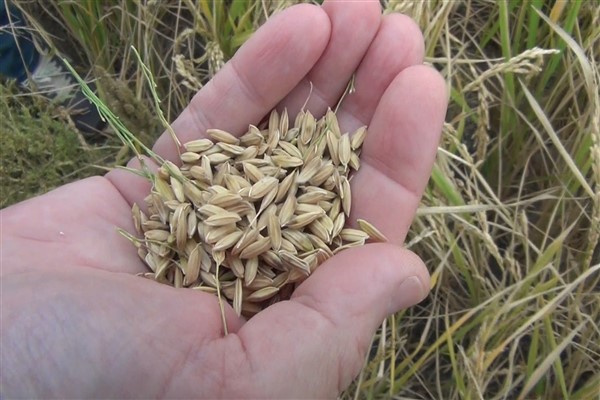 Keşan’da bayır arazide yer altı damlama sistemiyle çeltik üretimi yapılıyor