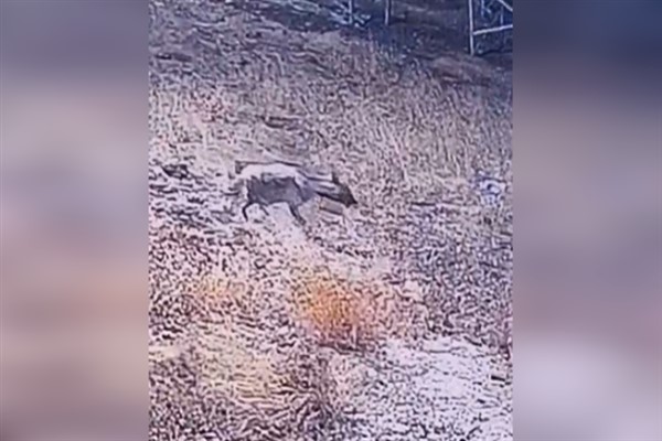 Çizgili sırtlan Şanlıurfa’da kameraya yakalandı