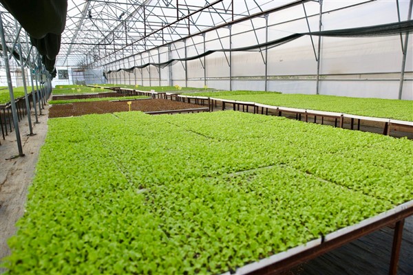 Büyükşehir, yeni sezon için 400 bin adet kışlık fide üretimi gerçekleştirdi