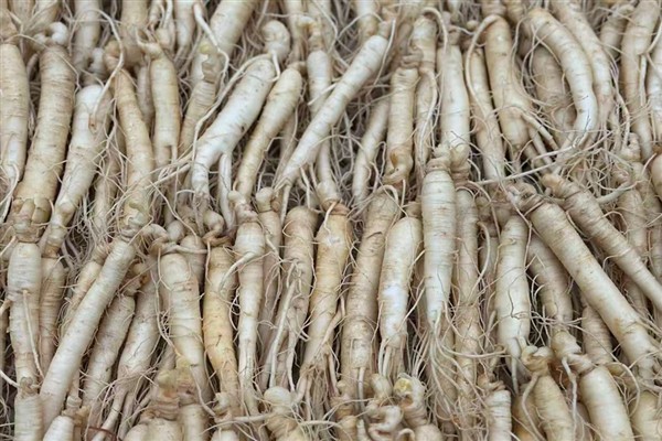 Jilin’in altın kökü: Fusong’da Ginseng endüstrisi