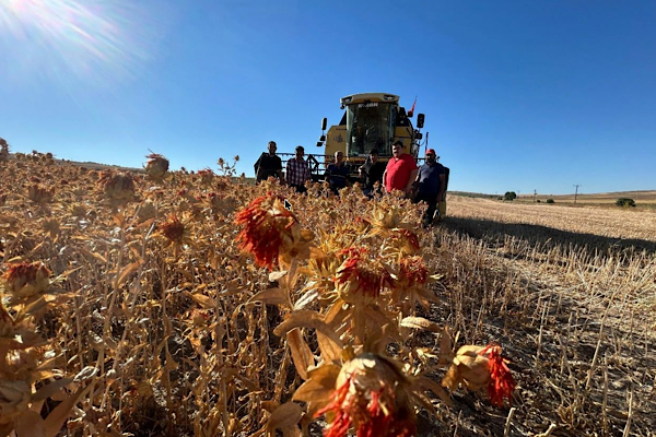 Şereflikoçhisar’da aspir yağı üretimi başladı