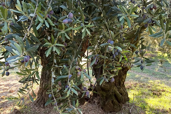 Kaya: Dünya Zeytin Ağacı Günü’nde zeytinlikler tehdit altında