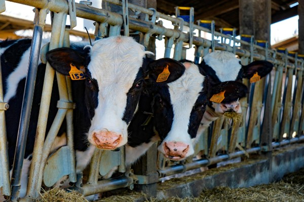 Tarım ve Orman Bakanlığı, şap hastalığının kontrol altına alındığını açıkladı