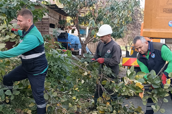 Trabzon’da ağaç budama çalışmaları